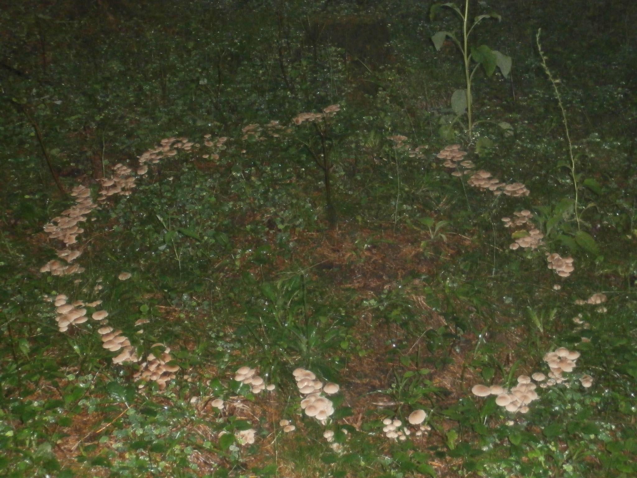 fennkreis im wald